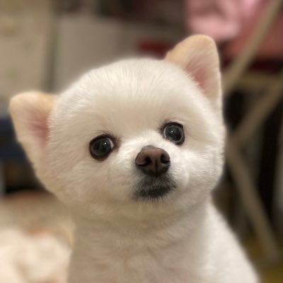 趣味はゲームです。 アイコンは愛犬のぽっけ。ポメラニアン8歳。