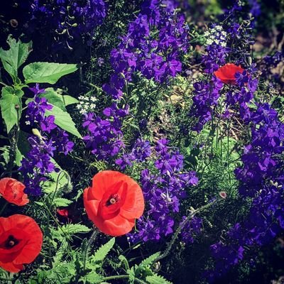 rofold's profile picture. Cours vite, camarade, le vieux monde est derrière toi!