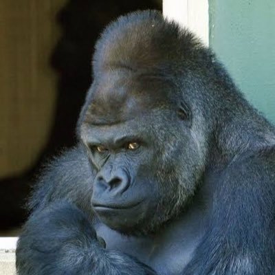 very_gorilla8's profile picture. 借金大王の友人 警察官→監視OP→運用保守 沢口靖子さん推し 🚹1児の父 無言フォロー失礼します