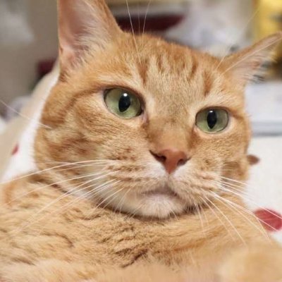 amineko333's profile picture. ネコです。ネットで拾った仲間を貼ったりしてます。
よろしくです♫