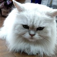 Rex (@rex41981481rex) 's Twitter Profile
