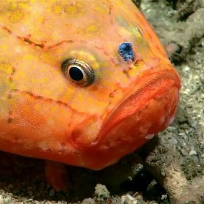 I tweet screenshots of ROV ocean exploration and WildEarth.   Deep-sea exploration enthusiast with a love for nature.