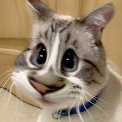 CollieCoin's profile picture. #BorderCollieCoin
#BorderCoin
#CollieCoin