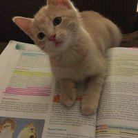 Röya (@rouyyaa) Twitter profile photo