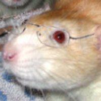 Igcat (@igcat) 's Twitter Profile