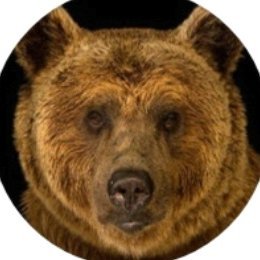Brown Bear Simulation