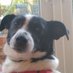 Isolde Harpur (@isoldeharpur) Twitter profile photo Isolde Harpur (@isoldeharpur) Twitter profile photo