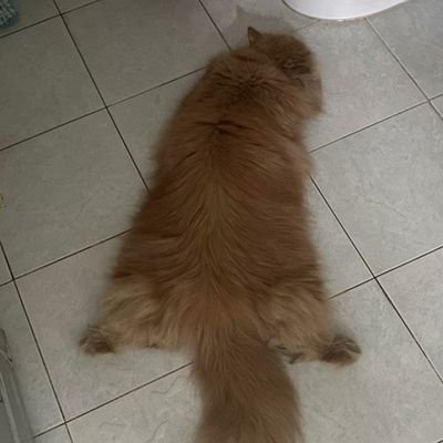 blackiepeh's profile picture. 