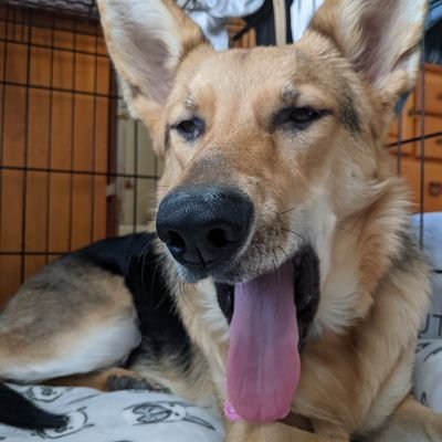Crongulous's profile picture. 