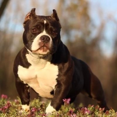 Breeder of Show Quality American Bullies! We aim to provide sound Am.Bullies with exceptional structure to meet the confirmation standard!