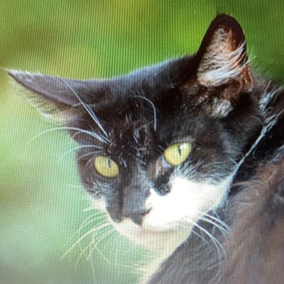 教育系呟き人。猫好き。もふもふ。たまにガンダム垢、稀に駄洒落垢。最近は加えて読書垢。そろそろ旅行垢にもなりたい。