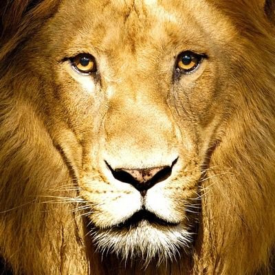 Sh_Denis_V's profile picture. 