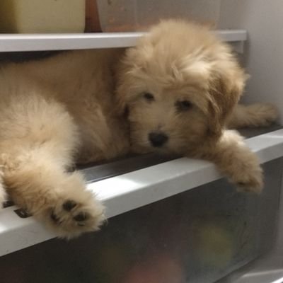 TiagoFm77's profile picture. 
