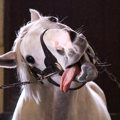 Santa29163931's profile picture. とりあえず無課金縛りのゲーム垢です 無言フォロバ失礼します 最近歳のせいか発言はかなり過激です。フォロー解除とかは気にしないのでご自分の判断でどうぞ #パズドラ #ウマ娘 #星ドラ #二ノ国