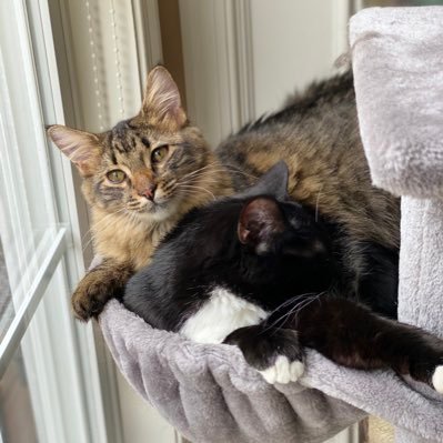 Shadow is a tuxedo rescued cat living in Maryland, she is the big sister of a boy coon tabby mix... he loooooves her she tolerates him