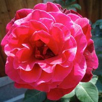 the countess of bath (@awesomeduchess3) 's Twitter Profile