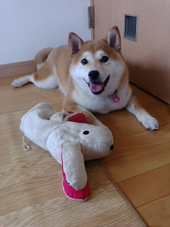 huacha373's profile picture. 保育教諭/元柴犬飼い/元高校野球部女子マネ/高校野球/G党#22#97♡/吹奏楽/マンガ・アニメ/北京に帯同経験あり/食道ステージ1でした/「パパ」と「お嬢→金沢」の3人家族。末っ子の柴犬「南（♀）」は'21.5.23虹の橋を渡りました。富山→宇治→宮崎