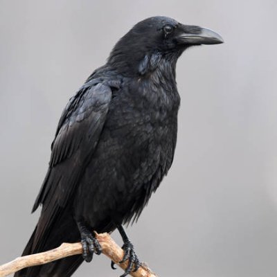 RavenGullfoss's profile picture. #SavePalestine #FreePalestine #SaveSheikhJarrah