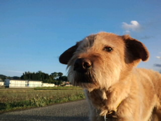 kiraring11's profile picture. 最愛の犬↑キング♂と↗︎レオ♀🌈 もう一度犬と暮らす日々を夢見ていたところに、2025.4.13 柴犬ナナ♀がやってきた🐕💕 犬アカではなく個人のごちゃ混ぜアカウントです✋