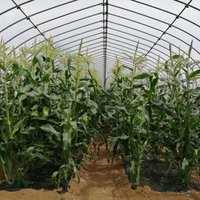 張ヶ谷農園 (@harigayafarm) 's Twitter Profile