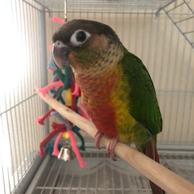 GccParrot Profile Picture