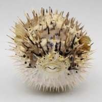 株式会社𠮷田生物研究所(Yoshida bio lab) (@yoshidabio) 's Twitter Profile Photo 株式会社𠮷田生物研究所(Yoshida bio lab) (@yoshidabio) 's Twitter Profile Photo