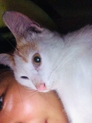 Kamilperfas's profile picture. 🐈