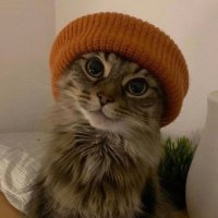 ExoticXI (@exoticxi) 's Twitter Profile