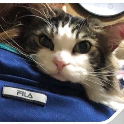 Cat love 大型のネコ🐱ちゃん大好き💕