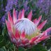 @kingprotea17