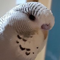 鳥田 祥 (@iic7c8o969ydyoz) 's Twitter Profile Photo 鳥田 祥 (@iic7c8o969ydyoz) 's Twitter Profile Photo