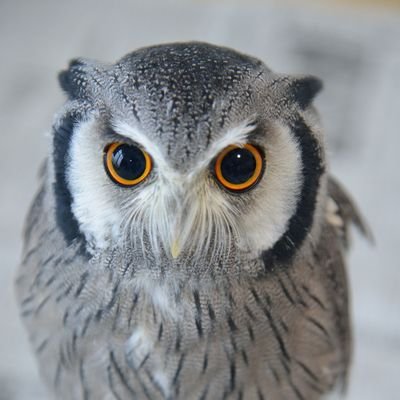 鳥好き(インコ、フクロウ、野鳥🐦📸🔰身近な鳥さん多め）
動物/自然/ジム/旅行/ウォーキング/時々詩人📒

169㎝標準体型の♀️です
宜しくお願いします😊

(体調により💬がお休みになる場合があります🙏)