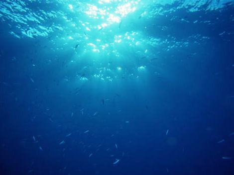 西荻北口徒歩2分、新鮮ﾋﾟﾁﾋﾟﾁな魚と心温まる野菜料理のお店。旬の魚を産地との連携で絶対的には少々高い（普通）ですが相対的には都心の半額のお値打で提供。魚好きなお客様にはたまりません。のどくろ　金目鯛　奥地鯵等。「本当に」旨い魚を知ってほしい！
TEL　03-6454-7741　