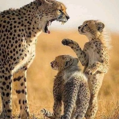 AnthillMacCain's profile picture. A mathematics teacher,philanthropists,xenophile, God fearing and understanding.