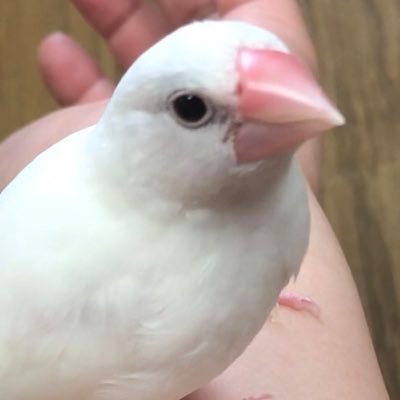 白文鳥 みるく 2021年1月生まれ 2021/2/25お迎え🕊 シナモン文鳥 むぎ 2021/9/10お迎え