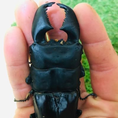 kdm64bt's profile picture. スマトラオオヒラタ、DH.ヘラクレスメインで飼育しています。スマトラは究極の顎太個体を目指して、ヘラクレスは大型目指して掛け合わせを楽しんでます。