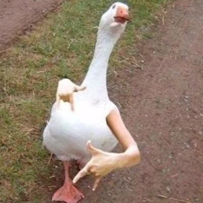 starsho37216229's profile picture. Davs