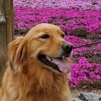 ネッシー (@shuckle_idv142) 's Twitter Profile
