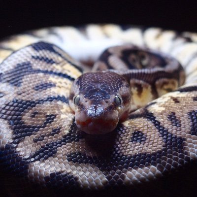 girl_python's profile picture. 