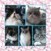 Cat Woman (@catwome96887351) Twitter profile photo Cat Woman (@catwome96887351) Twitter profile photo