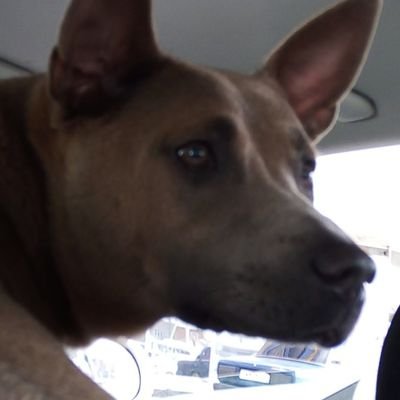 tom_universal19's profile picture. I like play MINECRAFT and collect LEGO