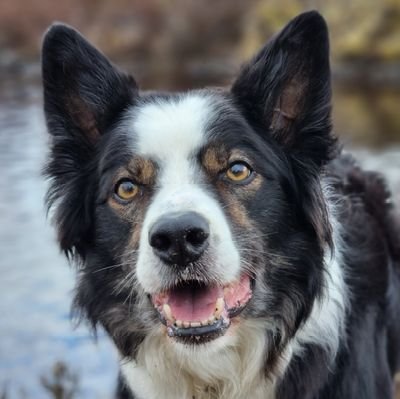 Live on the Isle of Skye with my brother @jasper_collie @colliesandcakes and @bobonskye.
Love sticks, beaches and sleeping under Dad's desk 🏴󠁧󠁢󠁳󠁣󠁴󠁿