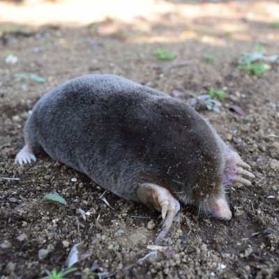 もぐらさんのプロフィール画像