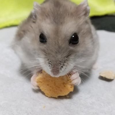 抹茶さんさんのプロフィール画像
