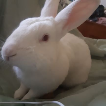 A rabbit who wonders why we other mammals let the naked monkeys take over. Team Biota. #Antifa #PauseAI
#MammalsUnitedAgainstExtinction
She/Her