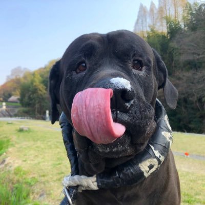 土佐犬のドル日記 フル動画 T Co 4cq8x3jfsj