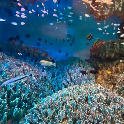 映画館か水族館で死にたい