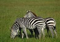 Uganda Safaris, Gorilla Safaris in Uganda, Wildlife Safari-Uganda Safari Portal
Uganda's One Stop Tour & Travel Guide