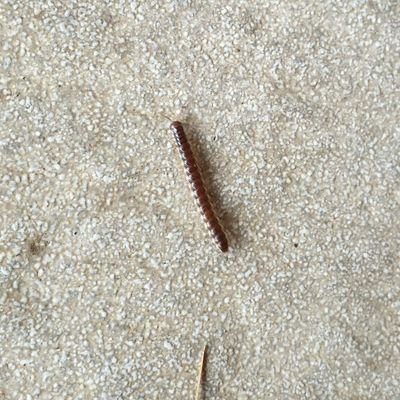 telorsosis's profile picture. I think therefore I tweet, Jack of all trades and masters of none