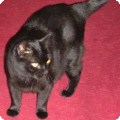 Project Co-ordinator at Asperger East Anglia. Astronomer, heavy rocker, cat lover and IT hobbyist.
